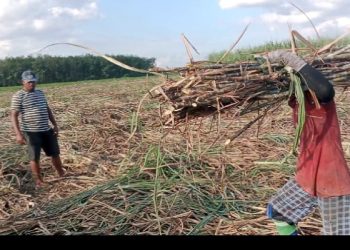 Di Duga Terima Tebu Illegal, Manajer PG. Bunga Mayang Panik