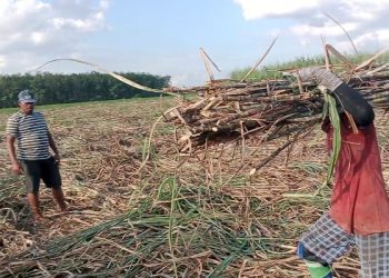 Terkait Tebu Ilegal asal Tubaba PG Bunga Mayang “Mogok bicara”