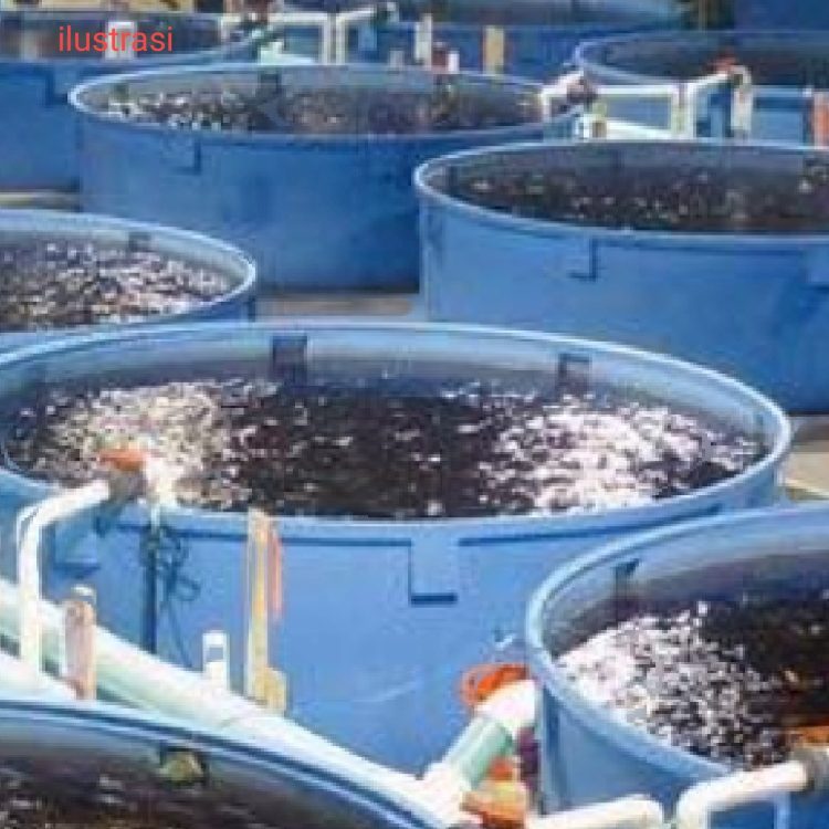 Dinas Perikanan Lampura Dorong Pengembangan  Teknologi Bioflok