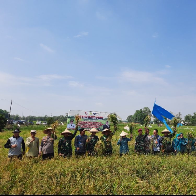 Panen Raya Padi,  Irigasi Perpompaan Dorong Produktifitas Hasil Panen