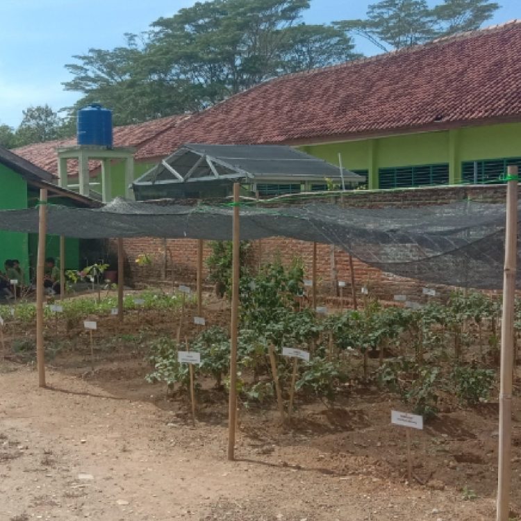Warung Hidup Projek Kurikulum P5 Di SMPN 1 Abung Semuli