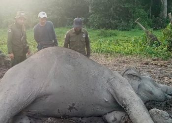 Berulang Gajah Mati di  Taman Nasional Way Kambas (TNWK)