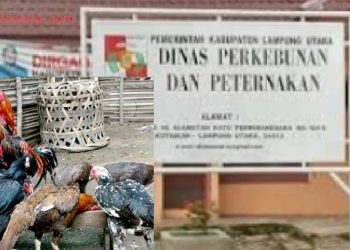 Disbunak Bagikan 400 Ekor Ayam Kampung