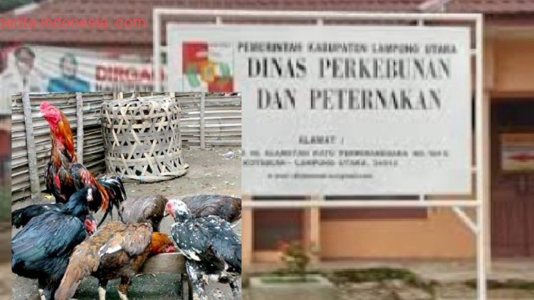 Disbunak Bagikan 400 Ekor Ayam Kampung