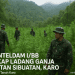 Deninteldam I/BB Ungkap Ladang Ganja di Hutan Sibuatan, Karo