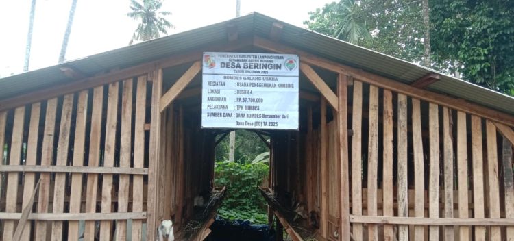 BUMDes Galang Usaha Kembangkan Penggemukan Kambing & Pembibitan Lele untuk Dorong Ekonomi Desa Beringin