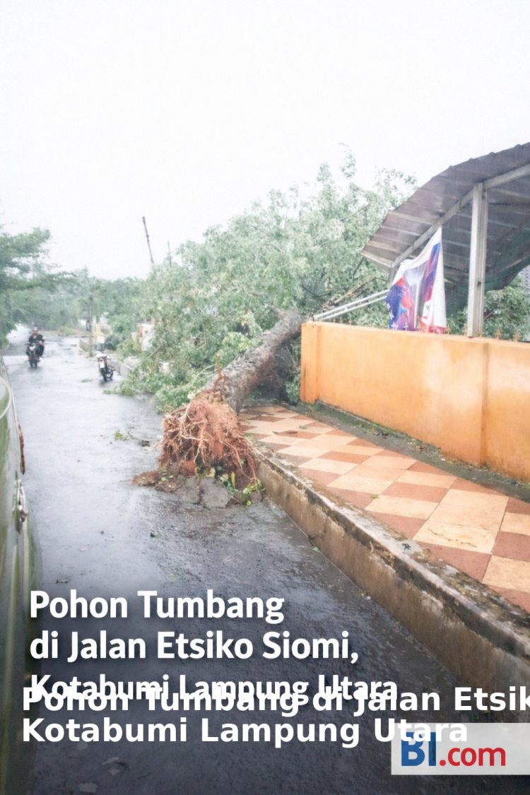 Badai Hujan Disertai Angin Kencang di Kotabumi, Puluhan Pohon Tumbang Tutup Akses Jalan