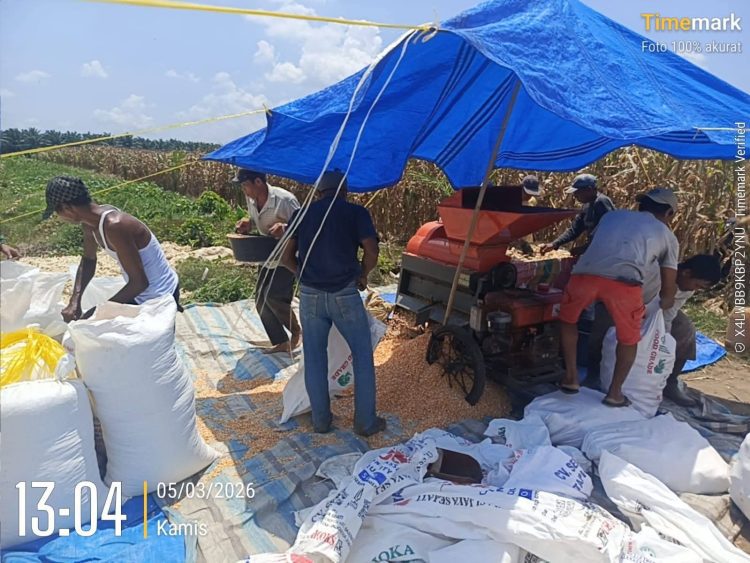 Polsek Bosar Maligas Dukung Program Ketahanan Pangan Presiden, Pantau Penggilingan Jagung Petani di Parbutaran