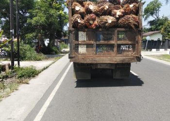 Truk Angkut Sawit PTPN IV Kebun Marihat Tanpa Jaring, Abaikan Keselamatan Pengendara