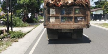 Truk Angkut Sawit PTPN IV Kebun Marihat Tanpa Jaring, Abaikan Keselamatan Pengendara