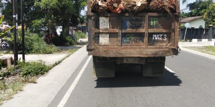 Truk Angkut Sawit PTPN IV Kebun Marihat Tanpa Jaring, Abaikan Keselamatan Pengendara
