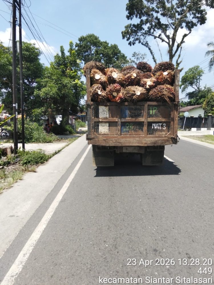 Truk Angkut Sawit PTPN IV Kebun Marihat Tanpa Jaring, Abaikan Keselamatan Pengendara